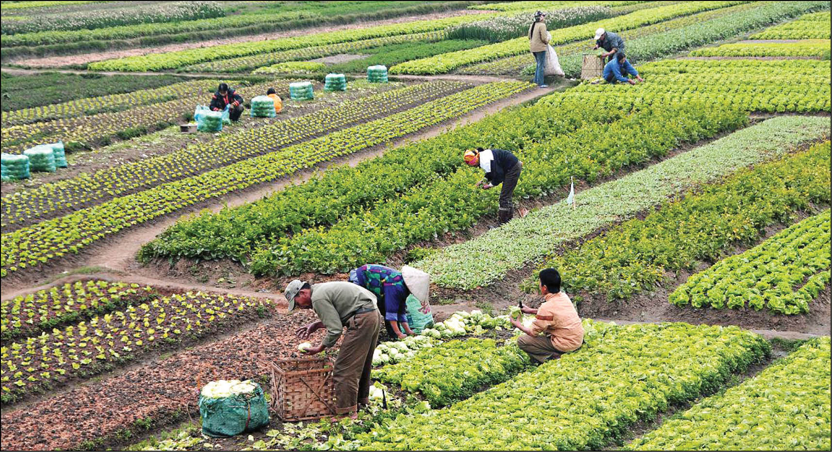 راهنمای کامل خرید و فروش زمین کشاورزی، باغ و مزرعه در ایران