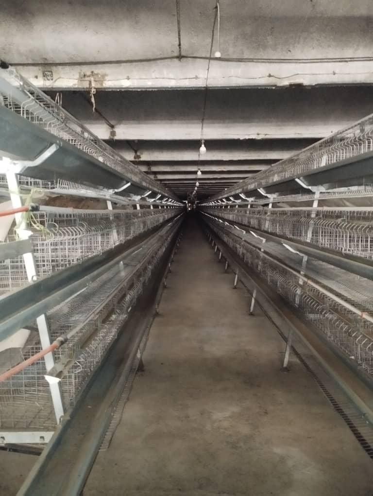 مرغداری تخمگذار ۵۰ هزار تایی فروشی