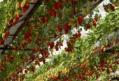 ویلای تریبلکس بهمراه گلخانه مدرن