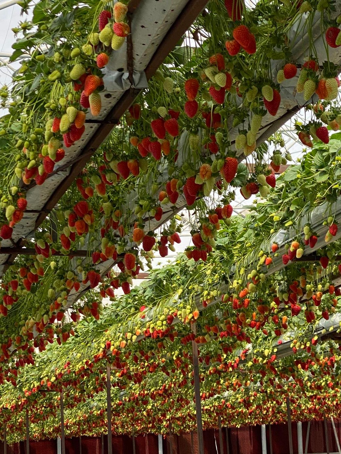 ویلای تریبلکس بهمراه گلخانه مدرن