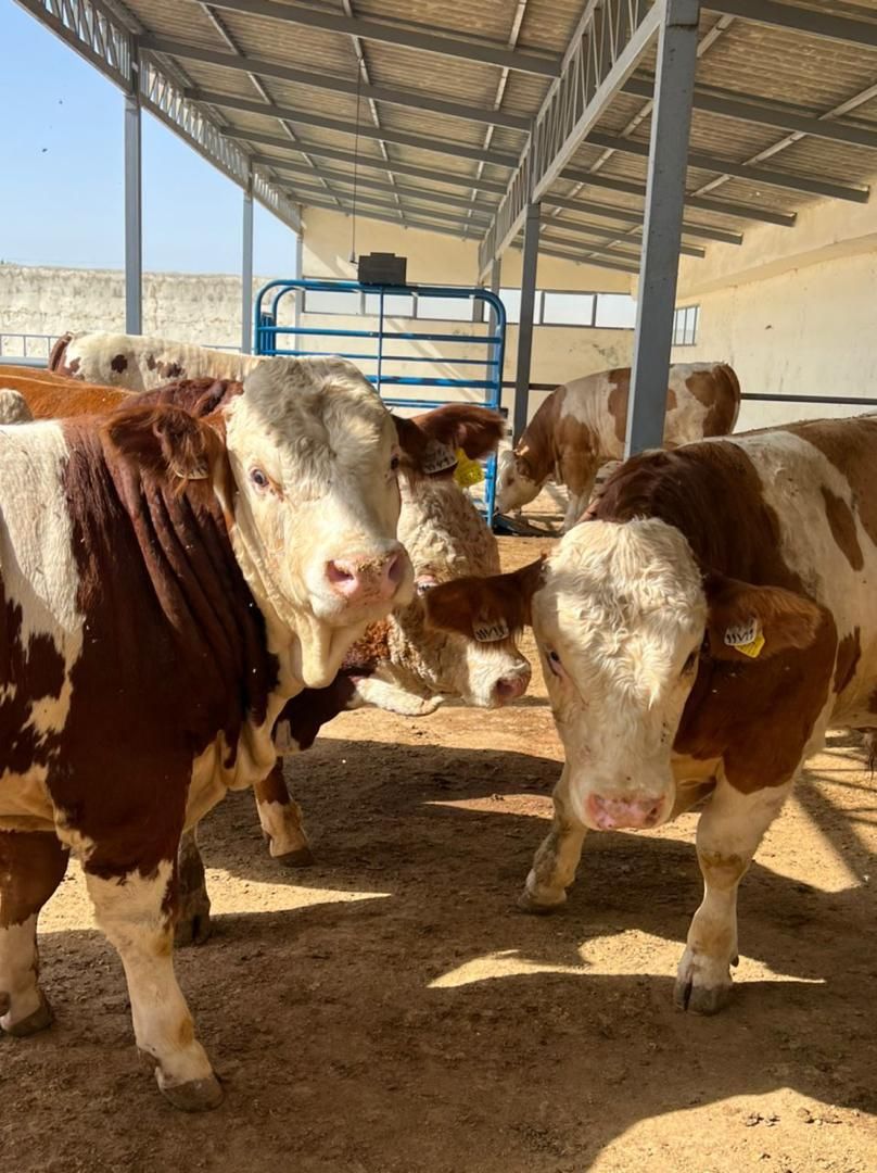 فروش و تهاتر باغ و گاوداری تک برگ سند بدون مشابه