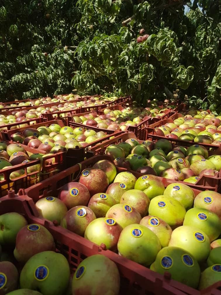 فروش ۲۴هکتار باغ میوه سرپوشیده استان تهران