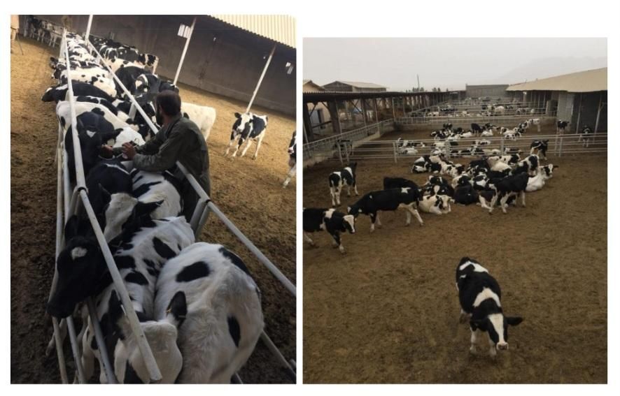 گاوداری + باغ پسته و زیتون ۲۴ هکتار ( کشت و دام )