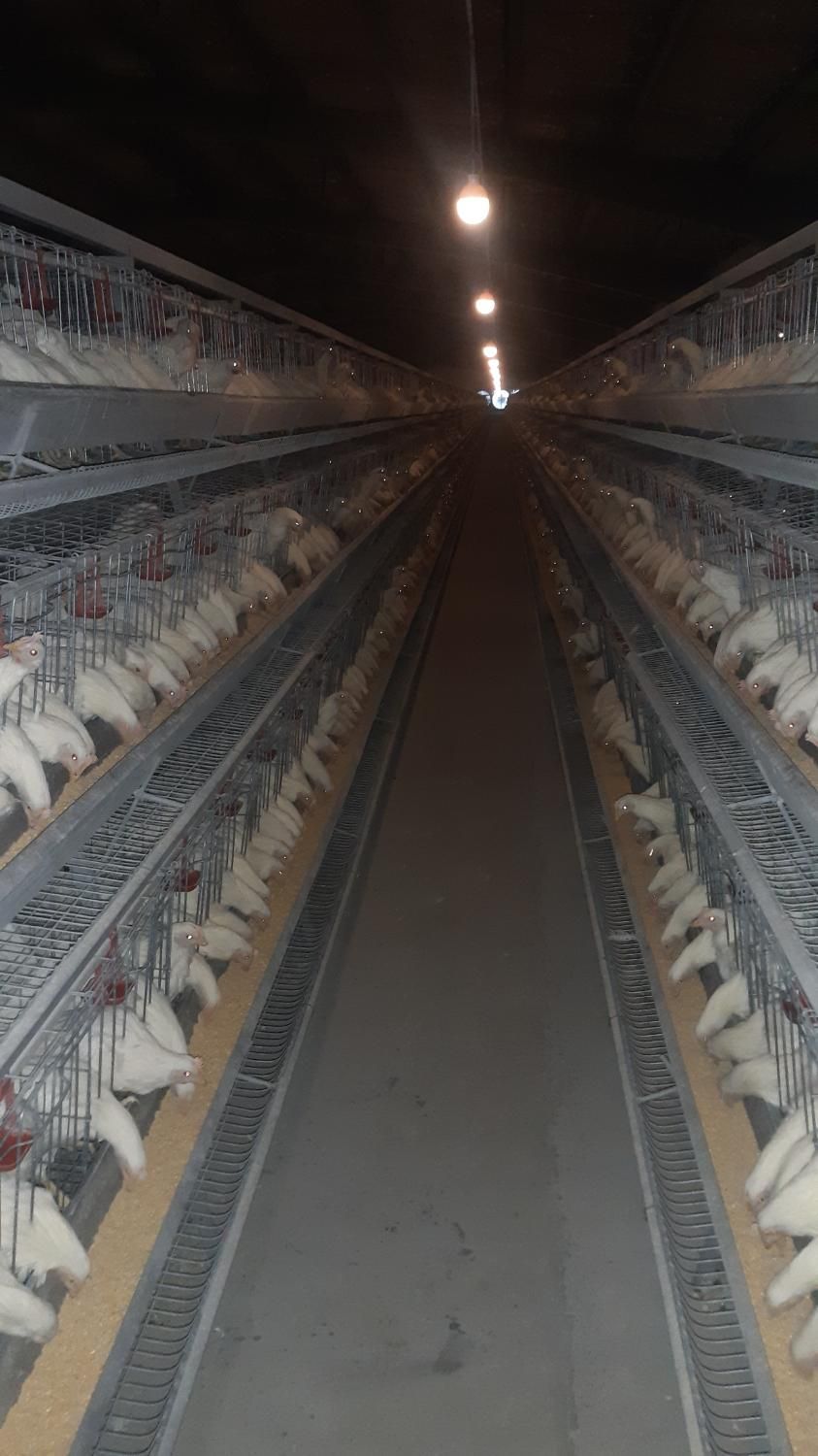 مرغداری کشاورزی اتوماتیک تخمگذار صنعتی