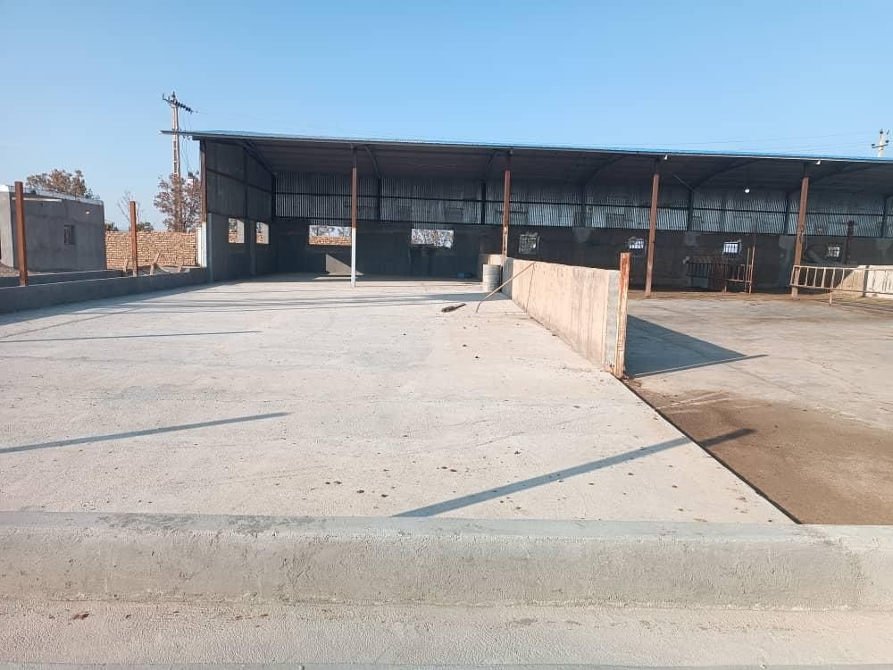 ۹۰۰۰۰هزار متر زمین گاوداری