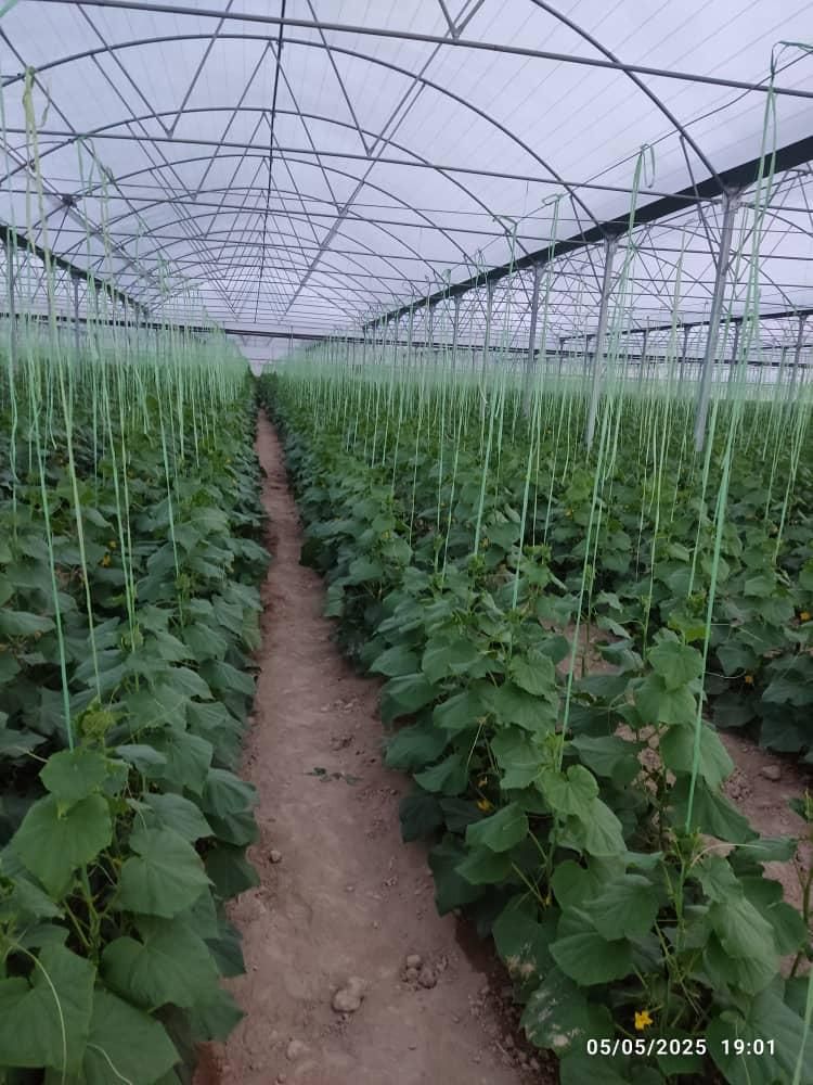 گلخانه خاوه ورامین