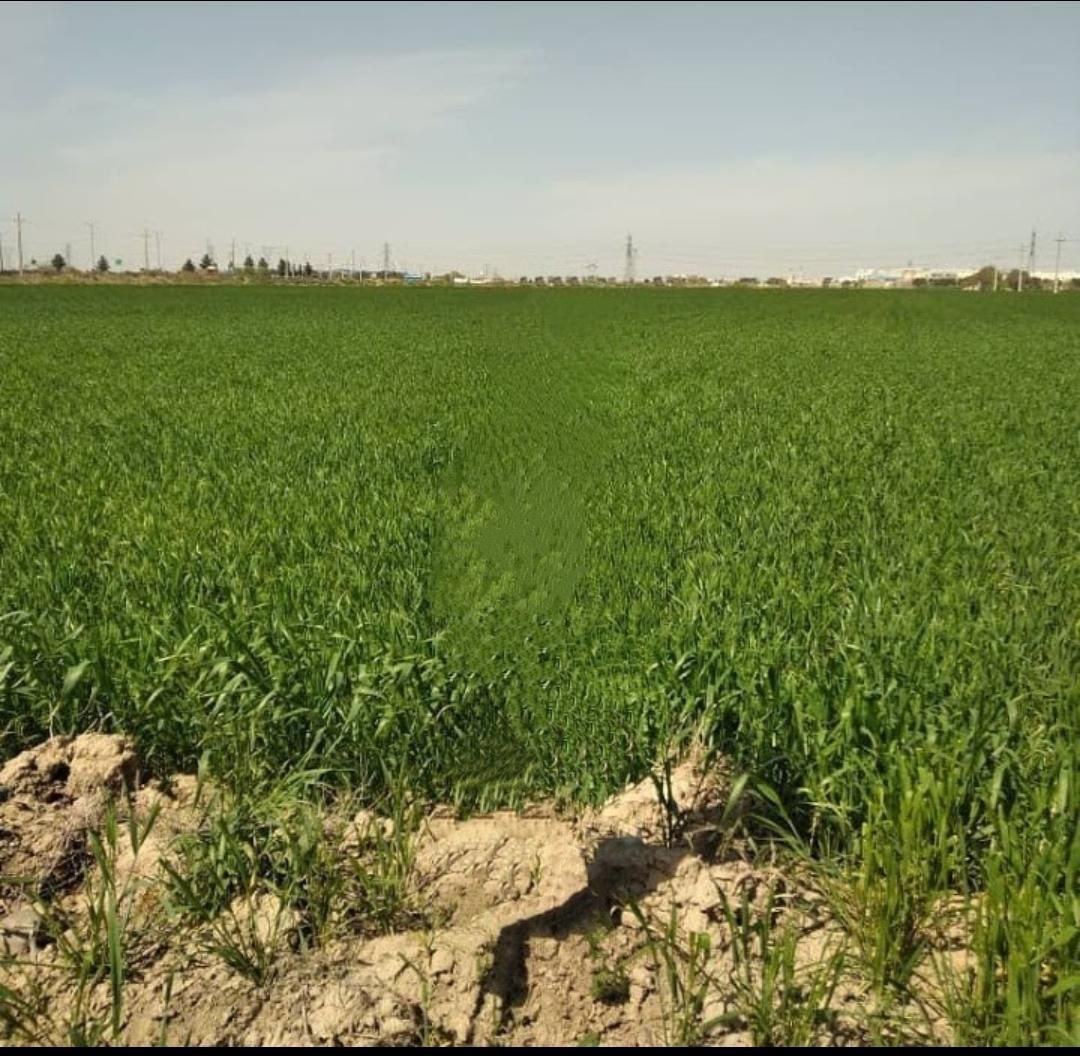 اسلامشهر/ ۴۶۷۵۰ متر زمین/ فوری فروشی