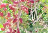 فروش ۳۰ هکتار باغ پسته باسندتک برگ