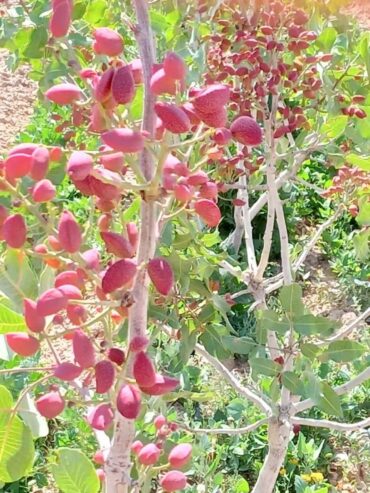 فروش ۳۰ هکتار باغ پسته باسندتک برگ