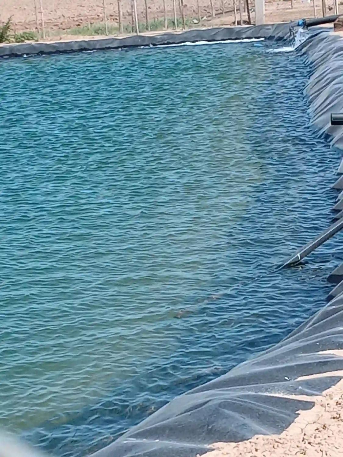 فروش ۳۰ هکتار باغ پسته باسندتک برگ