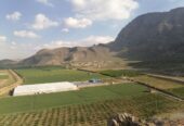 فروش مزرعه کشاورزی شامل گلخانه، باغ، دامداری استخر