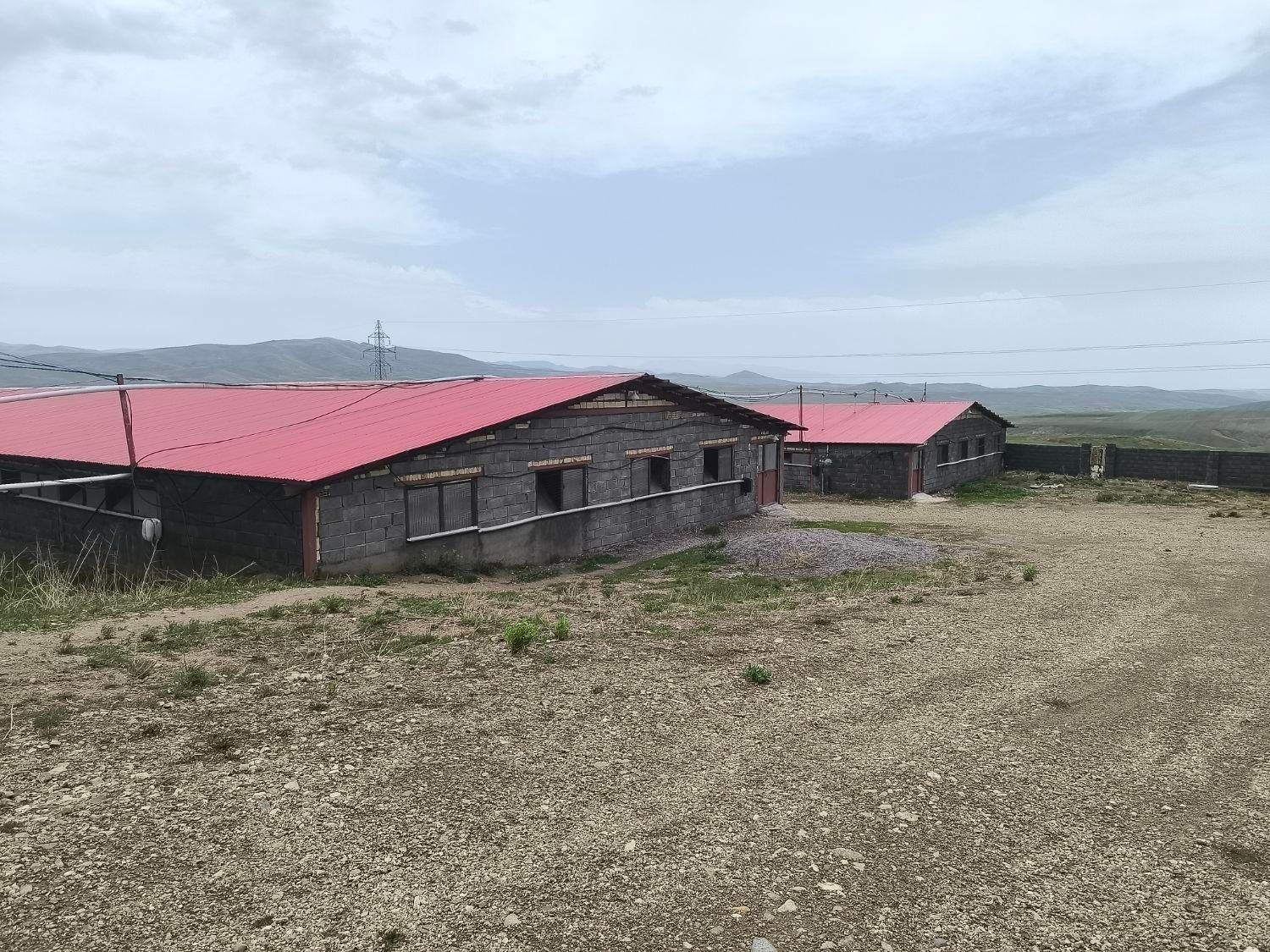 فروش مرغداری گوشتی ۴۳۰۰۰ قطعه