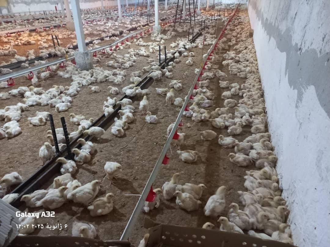 فروش مُرغ داری در صومعه سرا