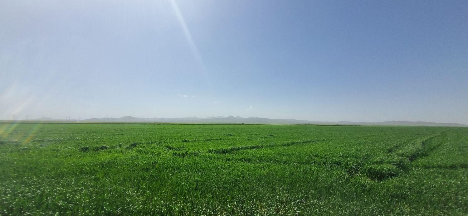 پنجاه هکتار زمین کشاورزی