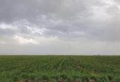 پنجاه هکتار زمین کشاورزی