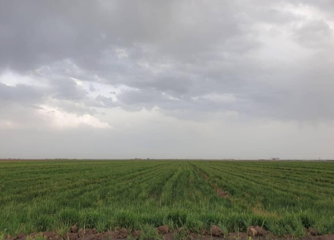 پنجاه هکتار زمین کشاورزی