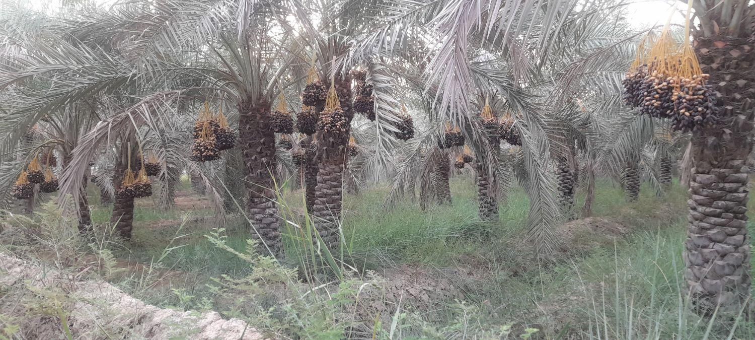 فروش ۱۵۰۰ متری