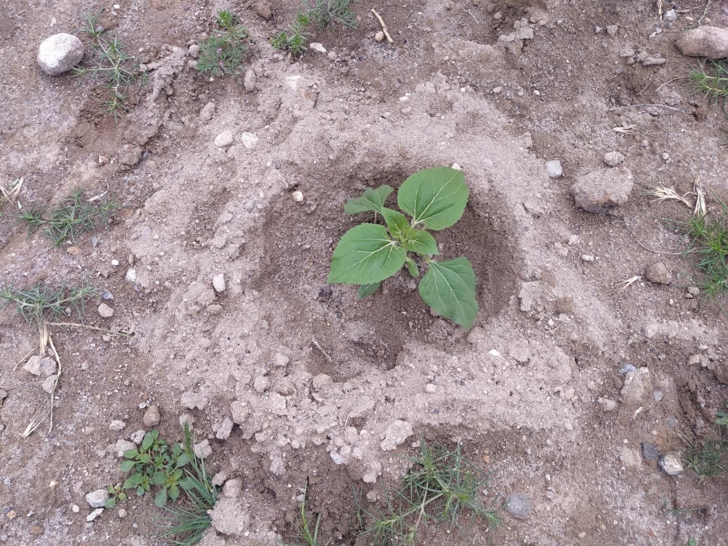 فروش کارخانه تولید عرقیات در شهرستان بناب