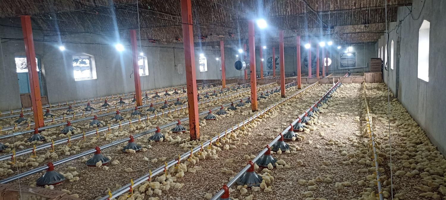 فروش مرغداری گوشتی درمرند