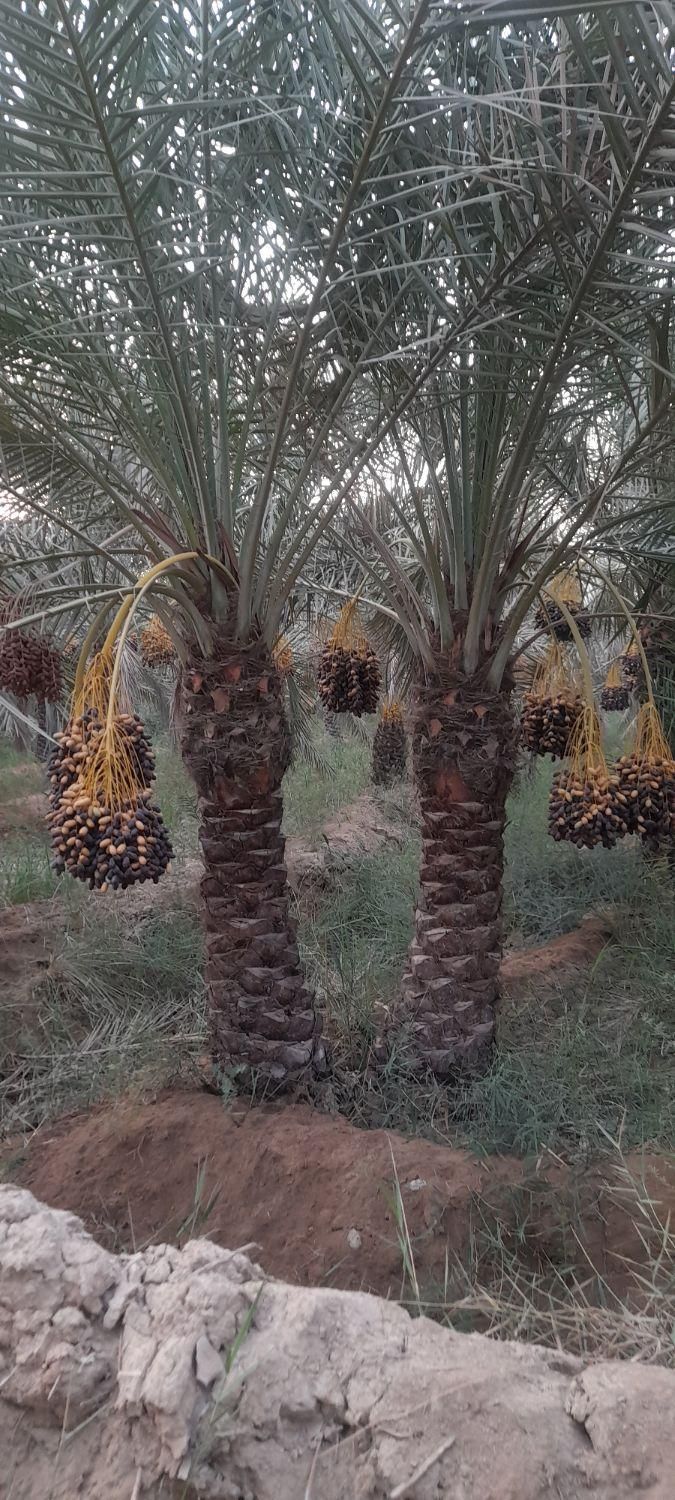 فروش ۱۵۰۰ متری