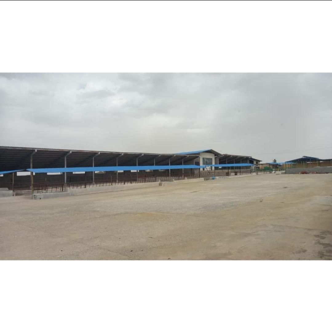 گاوداری ۵۰ راسی تمام صنعتی در شهرک دامگستر فشافویه