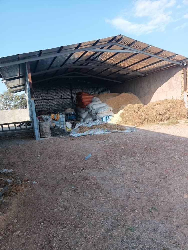 ۹۰۰۰۰هزار متر زمین گاوداری