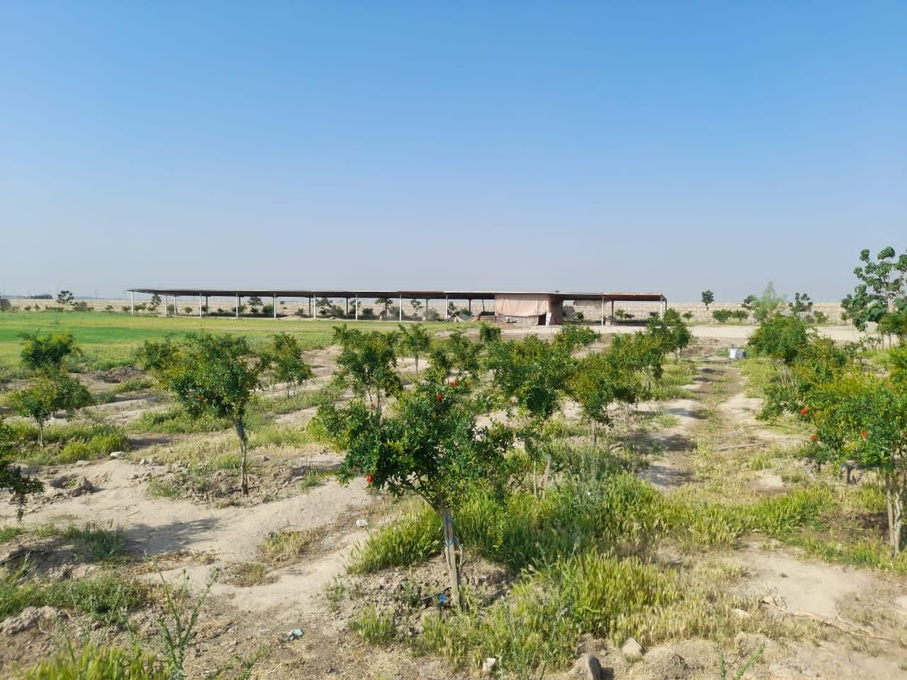 زمین شتر مرغ گاوداری گلخانه سوارکاری باغ پاکدشت