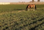 زمین شتر مرغ گاوداری گلخانه سوارکاری باغ پاکدشت