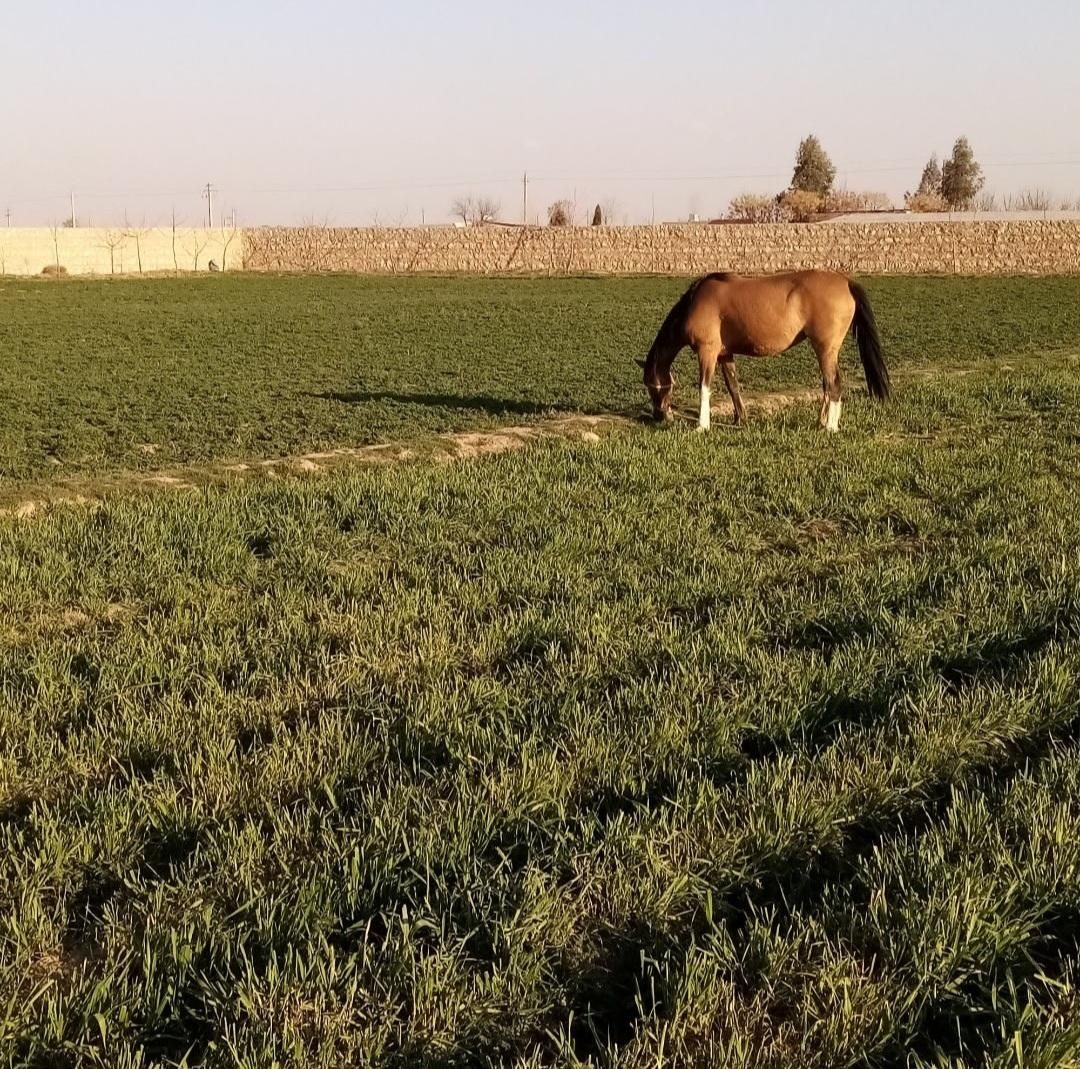 زمین شتر مرغ گاوداری گلخانه سوارکاری باغ پاکدشت