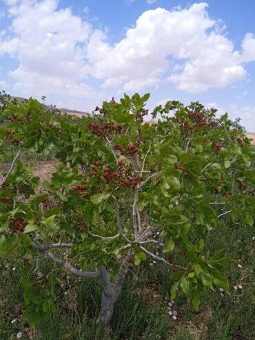 فروش ۳۰ هکتار باغ پسته باسندتک برگ