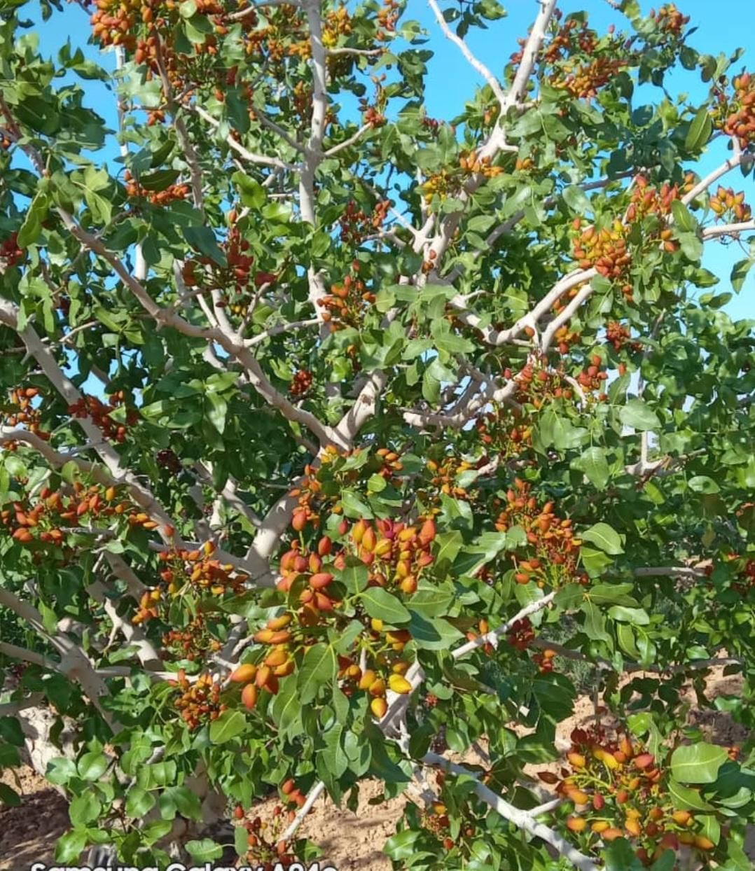 ۸هکتار باغ پسته مامونیه ۱۸میلیارد درآمد سالانه