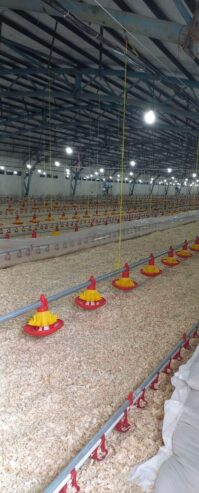 مرغداری ۳۰ هزار گوشتی گیلان رشت شفت احمدسرگوراب