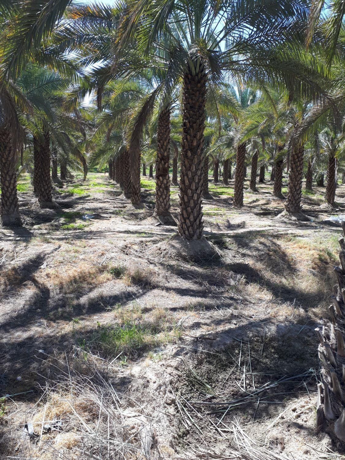 فروش واجاره ۱۰ هکتار باغ نخل احمدآباد دهرم