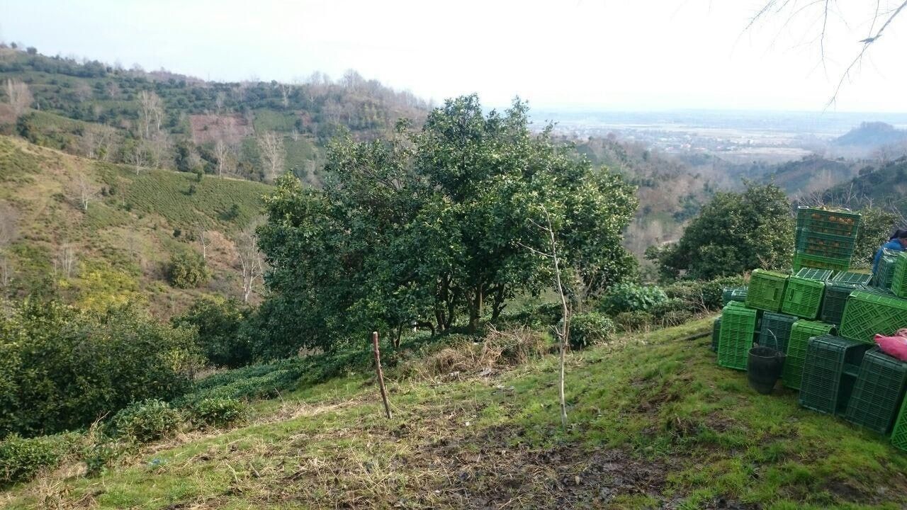 ویلا و باغ چای و مرکبات ۴.۵ هکتار