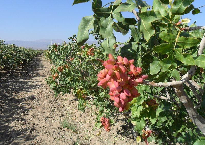 مزرعه و باغ پسته در استان قزوین