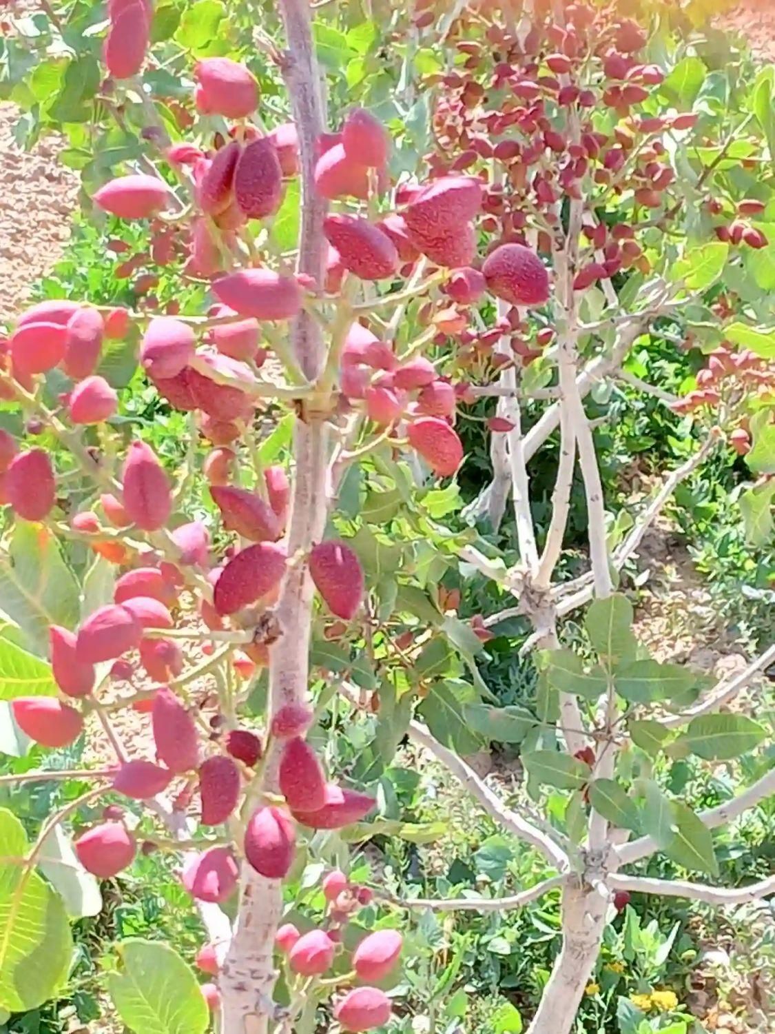 فروش ۳۰ هکتار باغ پسته باسندتک برگ