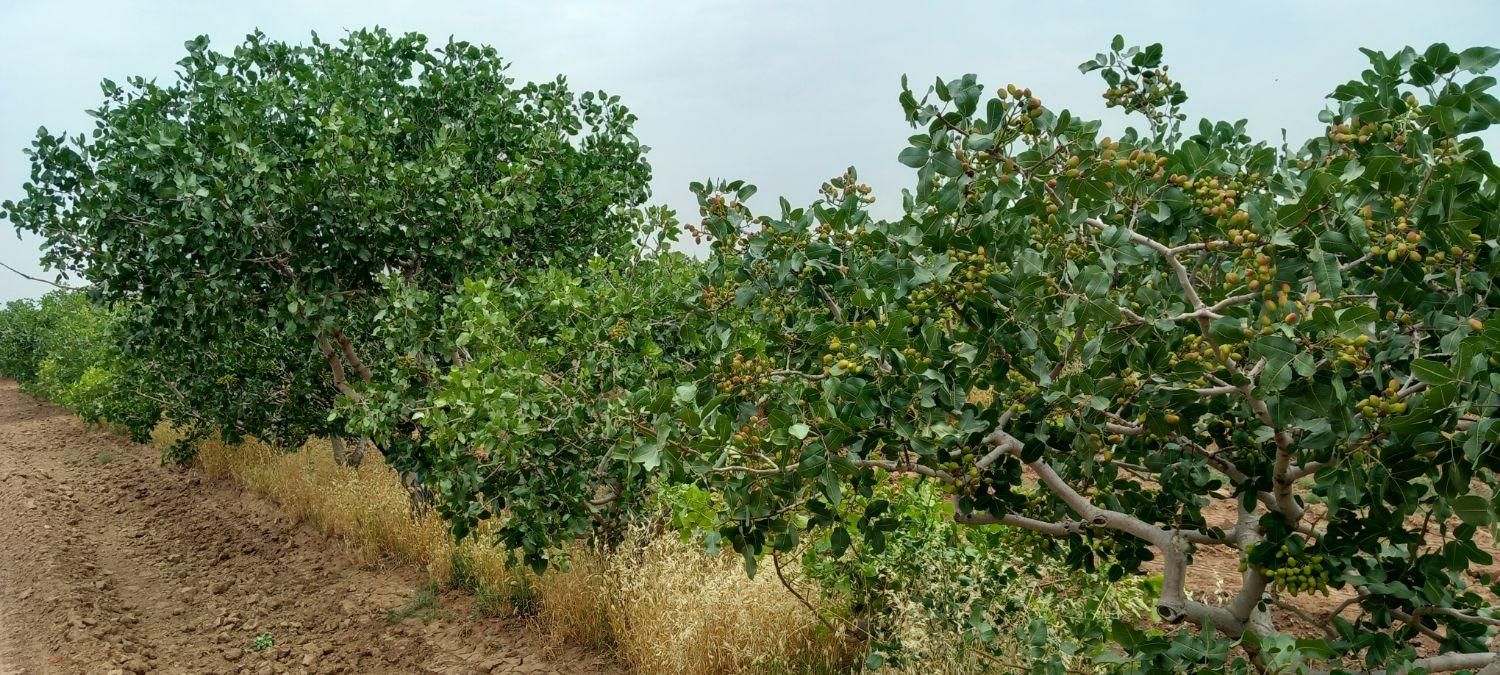 باغ پسته ۱۵۰هکتاری/ قم چاه دربست/سند۶دانگ