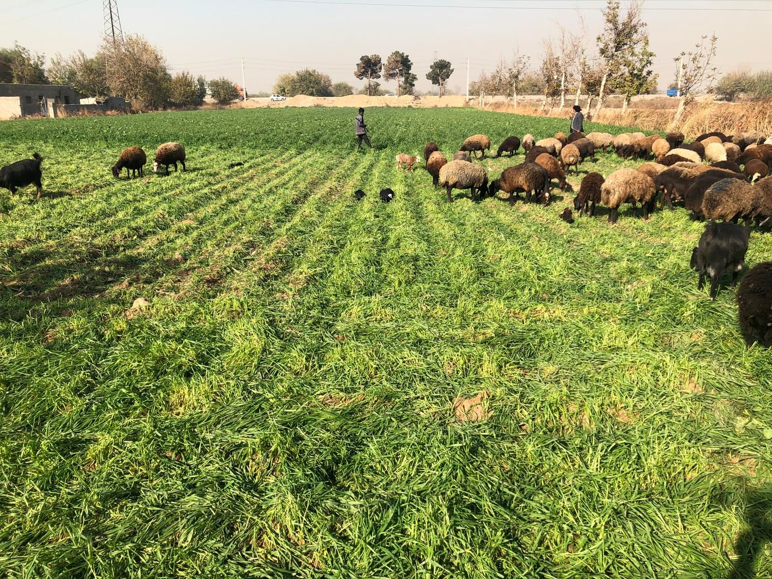 ده هزار زمین بر اتوبان اصلی