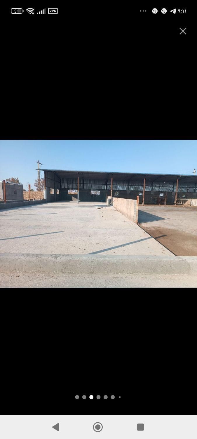 گاوداری شیری ۵۰ راسی و ۱۰۱ راس مواد