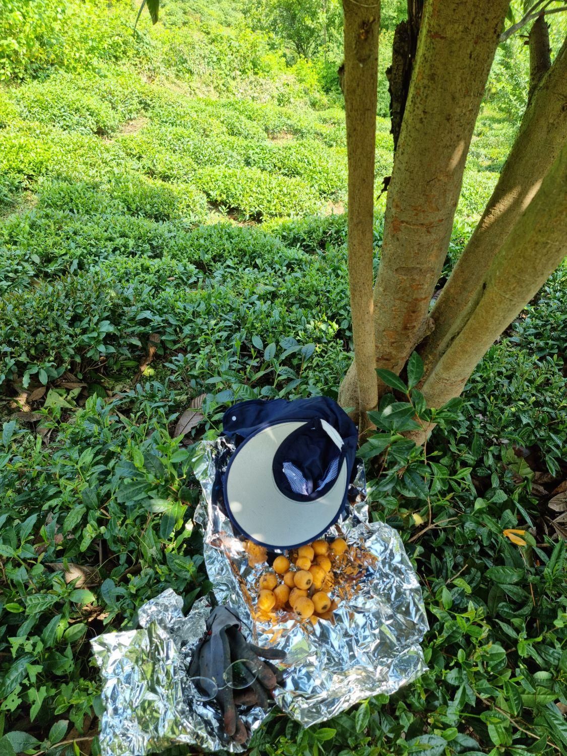 ویلا و باغ چای و مرکبات ۴.۵ هکتار