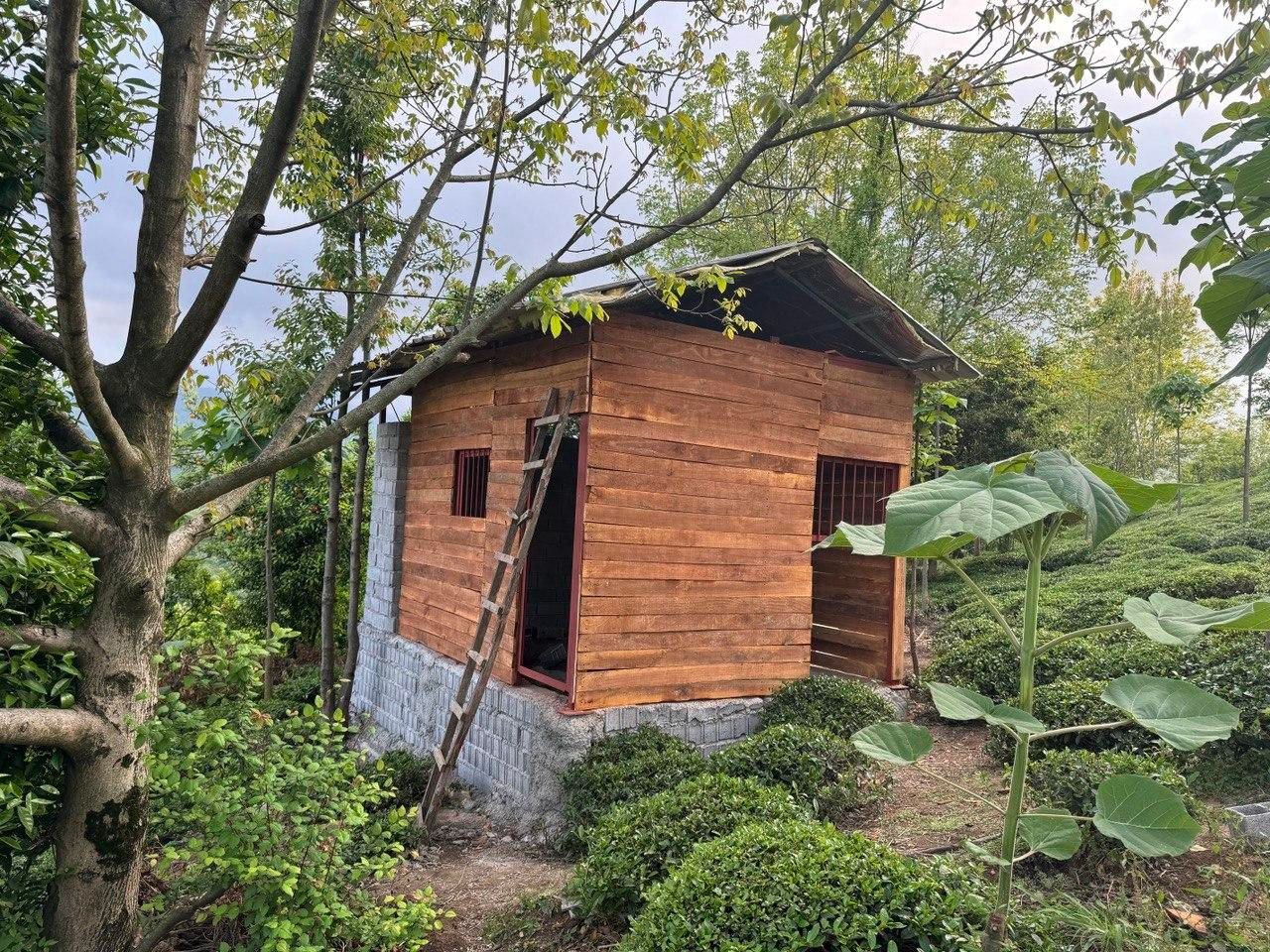 ویلا و باغ چای و مرکبات ۴.۵ هکتار