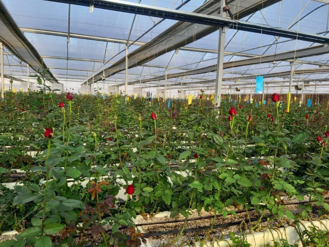 گلخانه مدرن و هیدروپونیک شهر خرم آباد استان لرستان