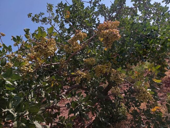 فروش مزرعه پسته