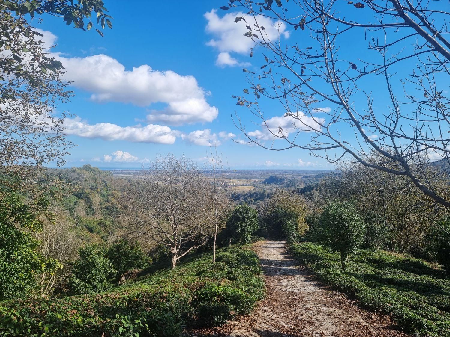 ویلا و باغ چای و مرکبات ۴.۵ هکتار