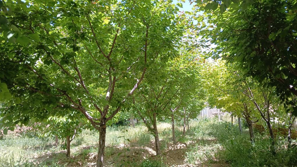 فروش ۴۵۰۰متر گلخانه