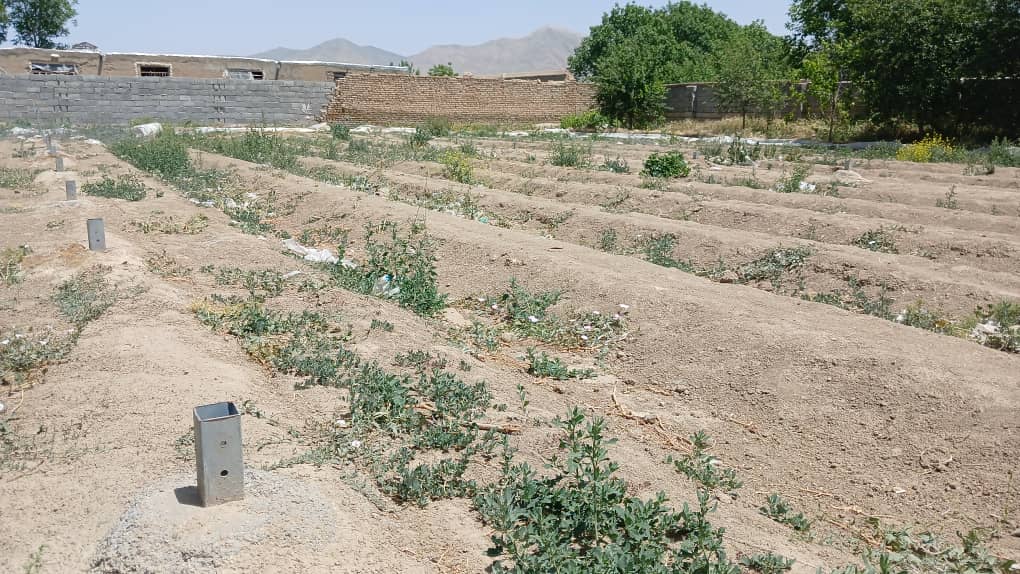 فروش ۴۵۰۰متر گلخانه