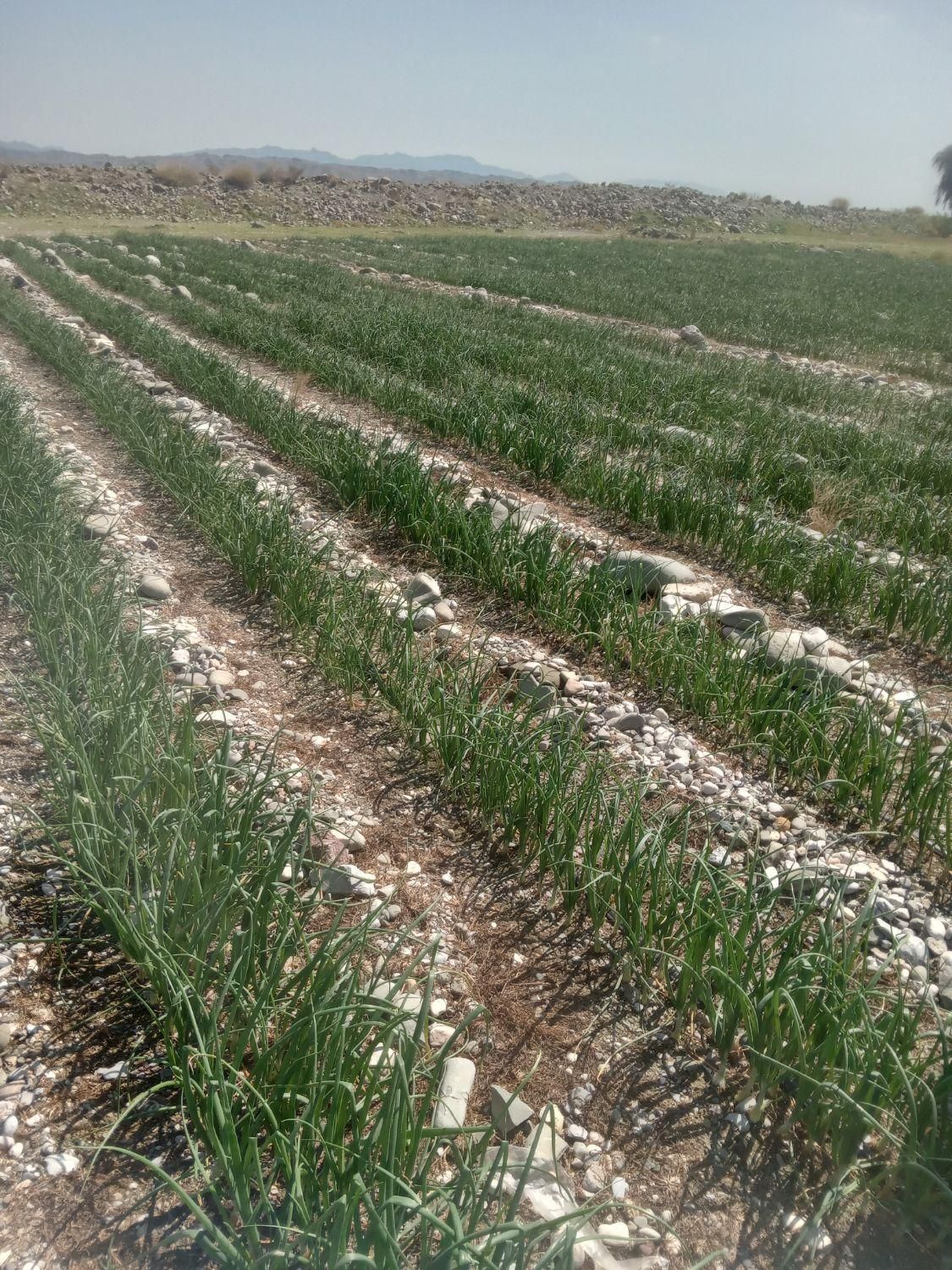 فروش ۳۰ هکتار زهوکی