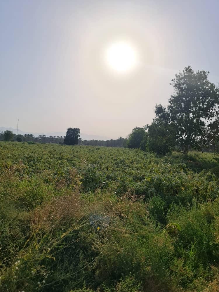 فروش ۸ هکتار زمین کشاورزی و باغ در رودان خطیف