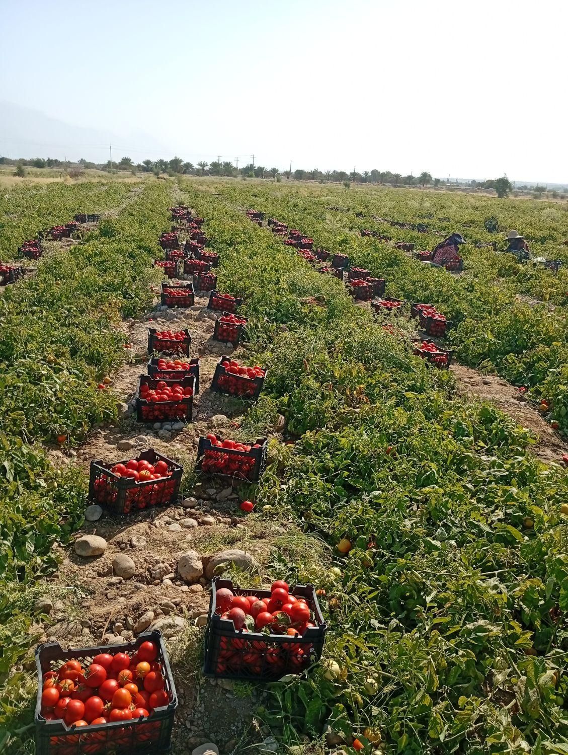 فروش ۳۰ هکتار زمین کشاورزی