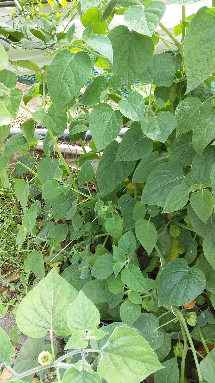 زمین کشاورزی ۳ هکتاری